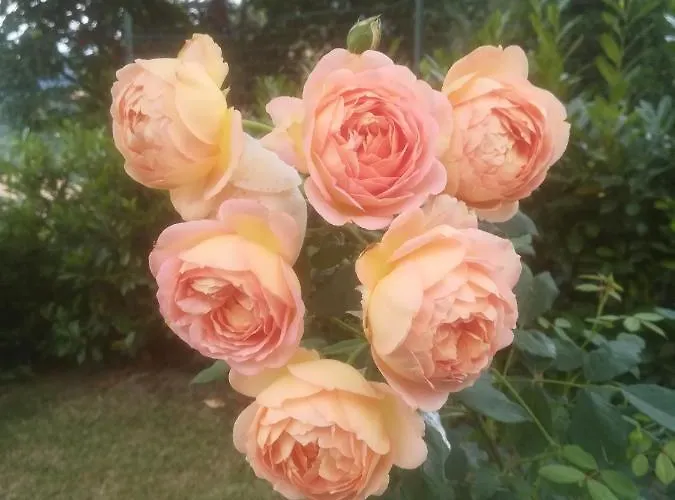 בית חווה La Solagna *